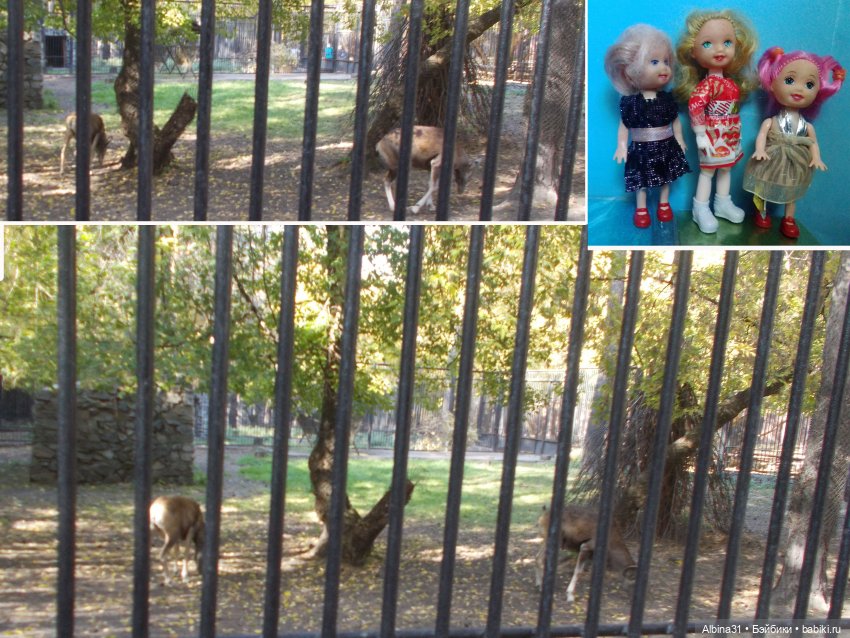 Два зоопарка... Новосибирский (окончание)