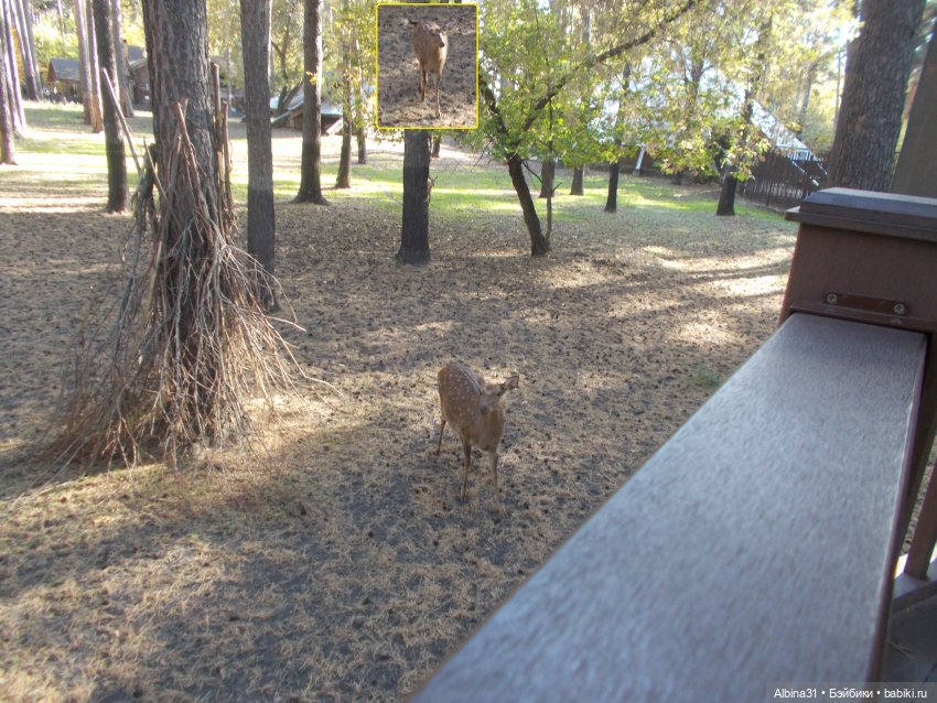 Два зоопарка... Новосибирский (окончание)