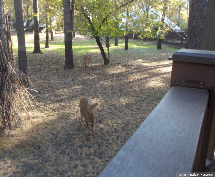 Два зоопарка... Новосибирский (окончание)