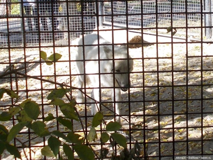 Два зоопарка... Новосибирский (окончание)