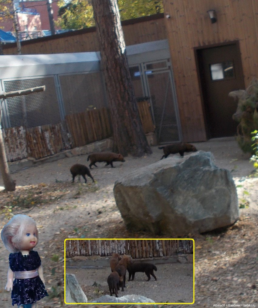 Два зоопарка... Новосибирский (окончание)