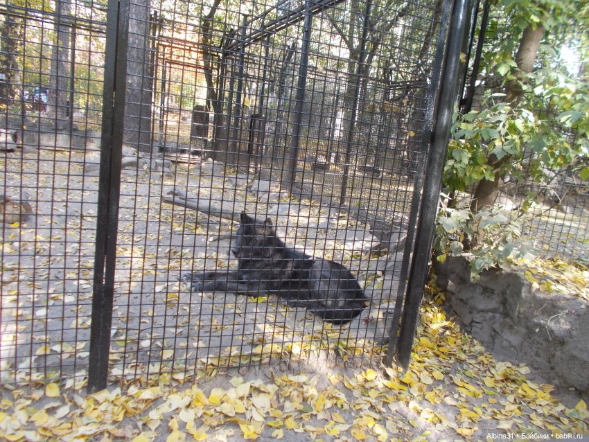 Два зоопарка... Новосибирский (окончание)
