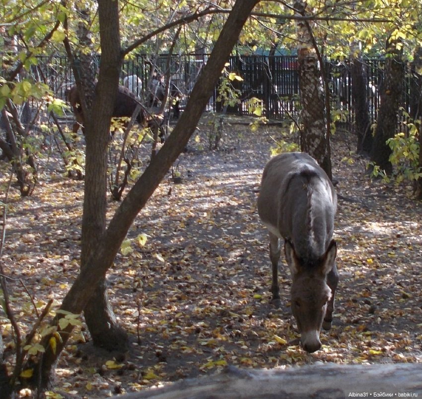 Два зоопарка... Новосибирский (окончание)