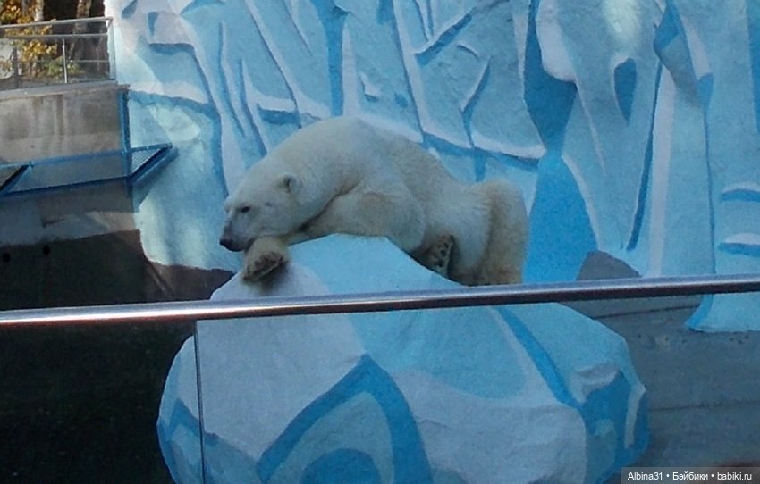 Два зоопарка... Новосибирский (окончание)