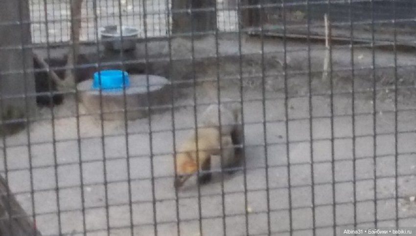 Два зоопарка... Новосибирский (окончание)