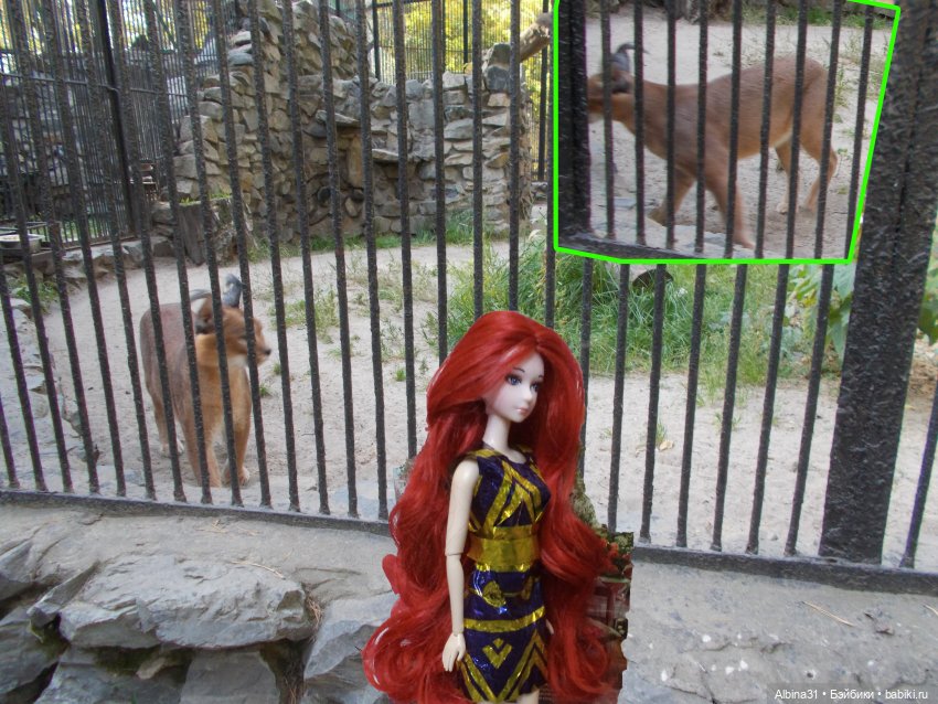 Два зоопарка... Новосибирский (окончание)