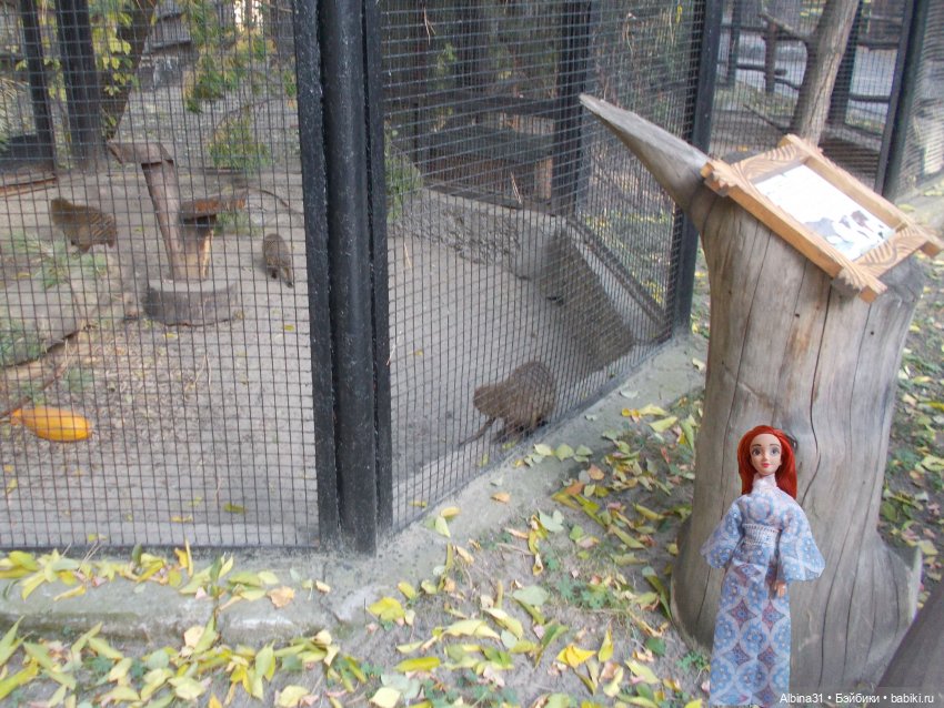 Два зоопарка... Новосибирский (окончание)