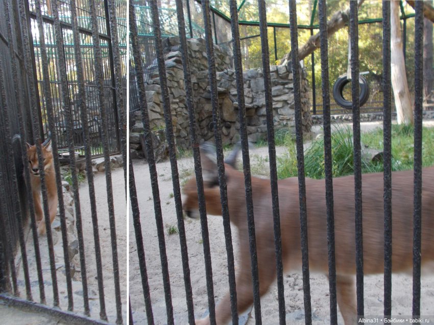 Два зоопарка... Новосибирский (окончание)