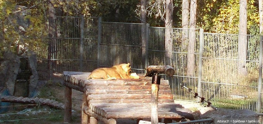 Два зоопарка... Новосибирский (окончание)