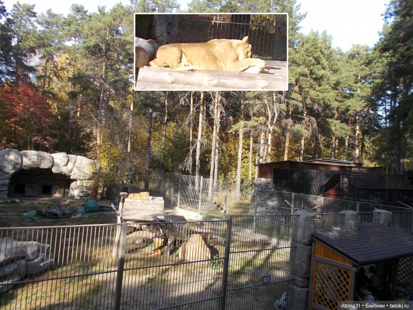 Два зоопарка... Новосибирский (окончание)
