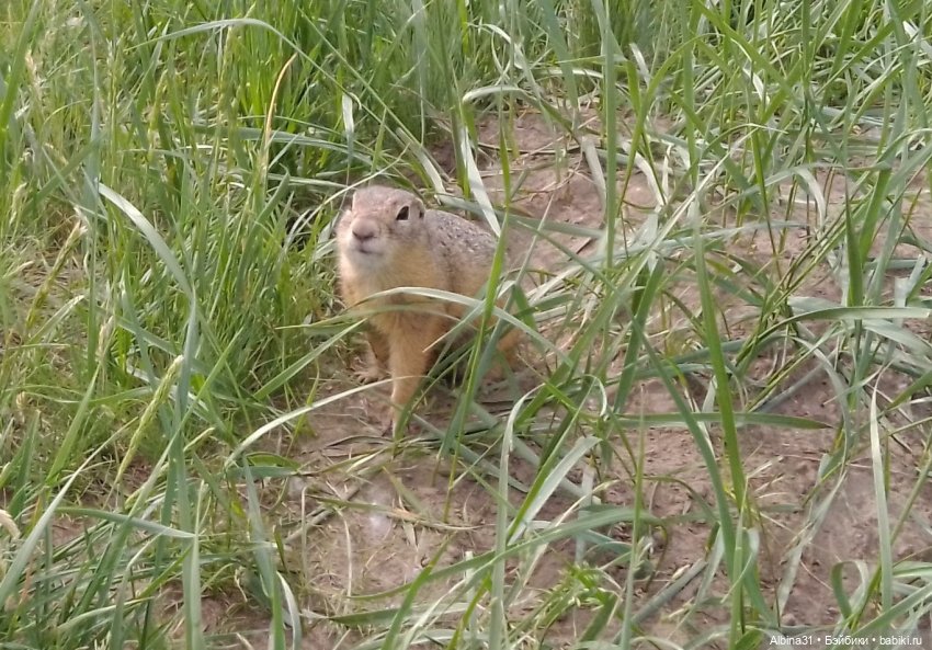 Прогулка по острову Татышев июнь 2023
