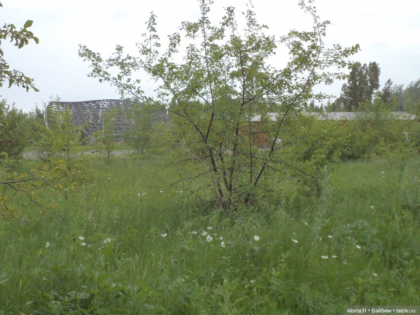 Прогулка по острову Татышев июнь 2023 (фото 10)