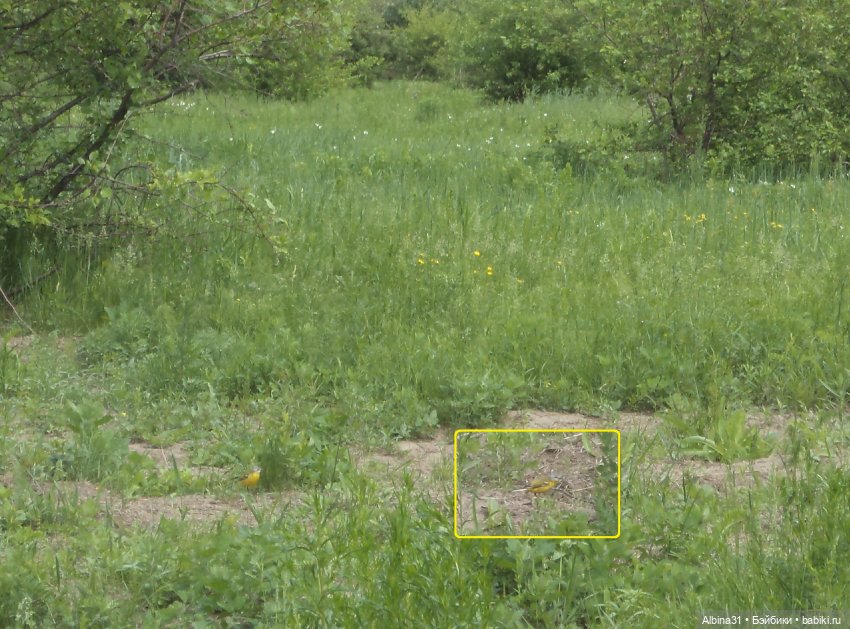 Прогулка по острову Татышев июнь 2023