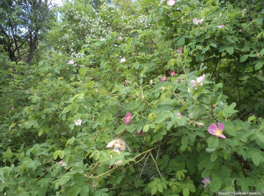 Прогулка по острову Татышев июнь 2023