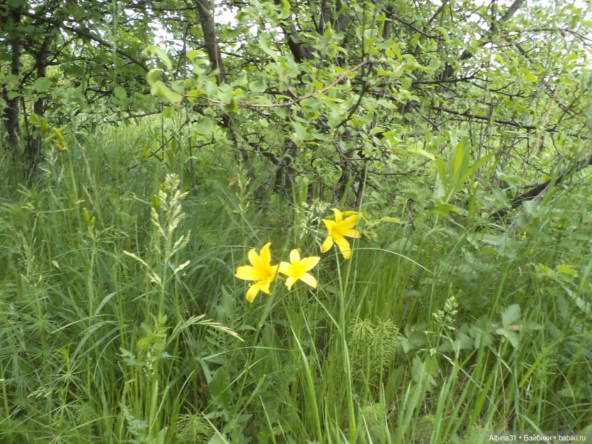 Прогулка по острову Татышев июнь 2023 (фото 9)
