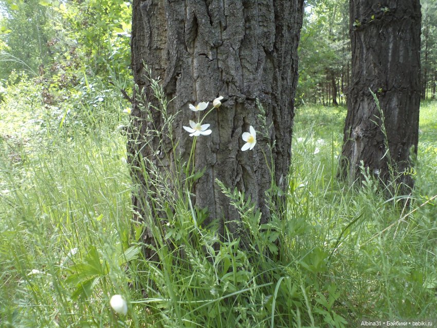 Прогулка по острову Татышев июнь 2023