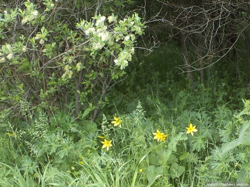 Прогулка по острову Татышев июнь 2023 (фото 8)