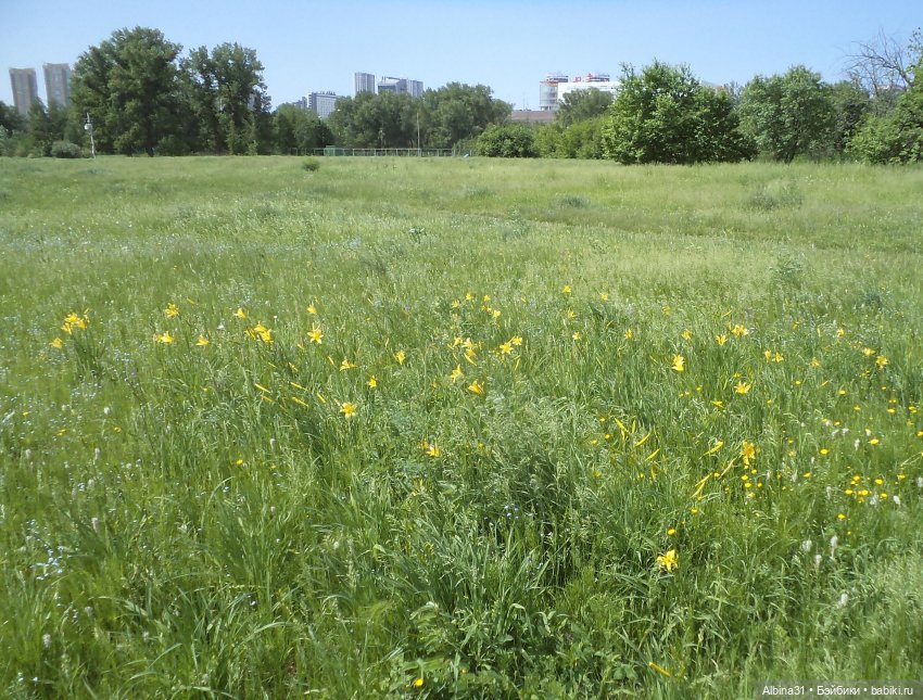 Прогулка по острову Татышев июнь 2023