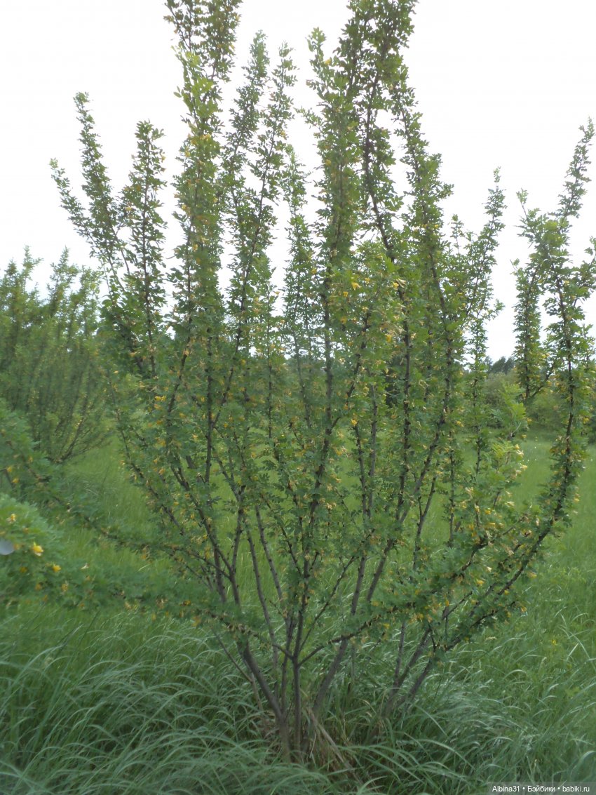 Прогулка по острову Татышев июнь 2023