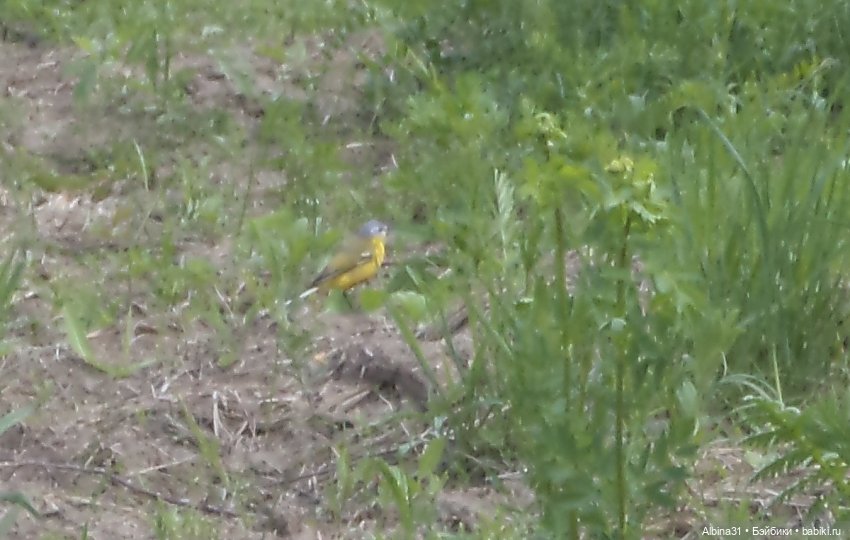 Прогулка по острову Татышев июнь 2023