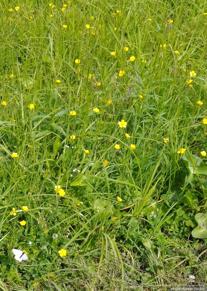 Вылазка на природу — Разные шарнирные куклы (не БЖД): редкие