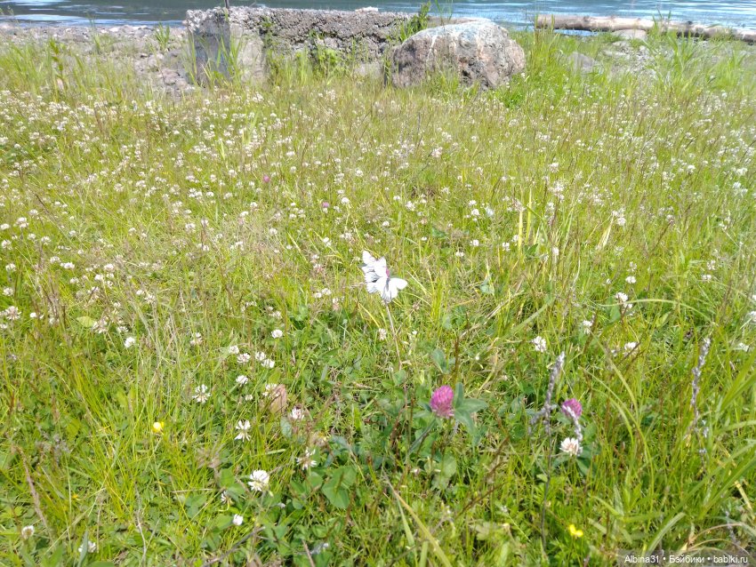 Вылазка на природу — Разные шарнирные куклы (не БЖД): редкие