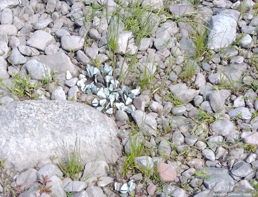 Вылазка на природу — Разные шарнирные куклы (не БЖД): редкие