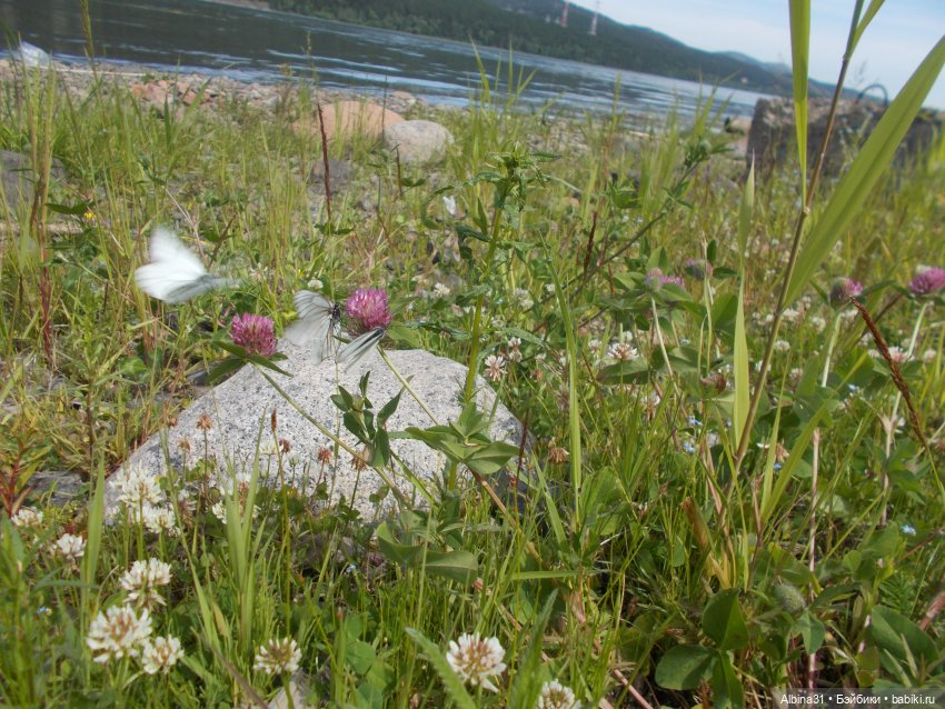 Вылазка на природу — Разные шарнирные куклы (не БЖД): редкие (фото 7)
