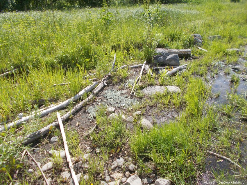 Вылазка на природу — Разные шарнирные куклы (не БЖД): редкие