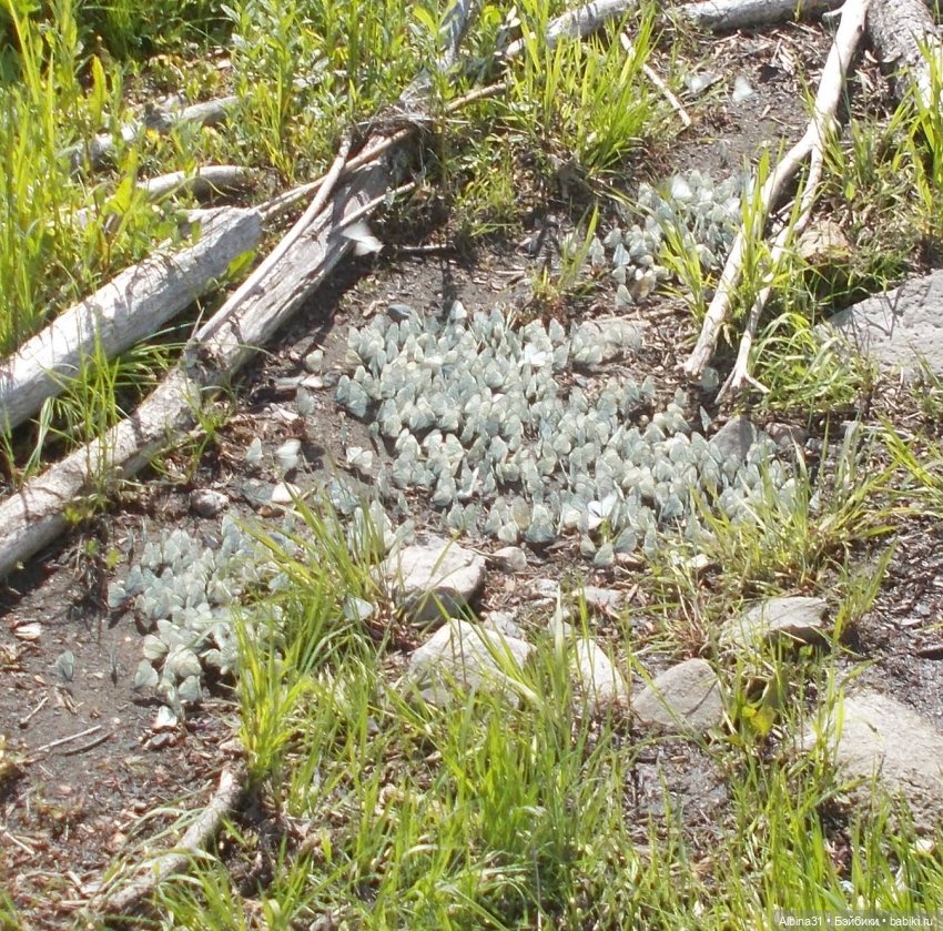 Вылазка на природу — Разные шарнирные куклы (не БЖД): редкие