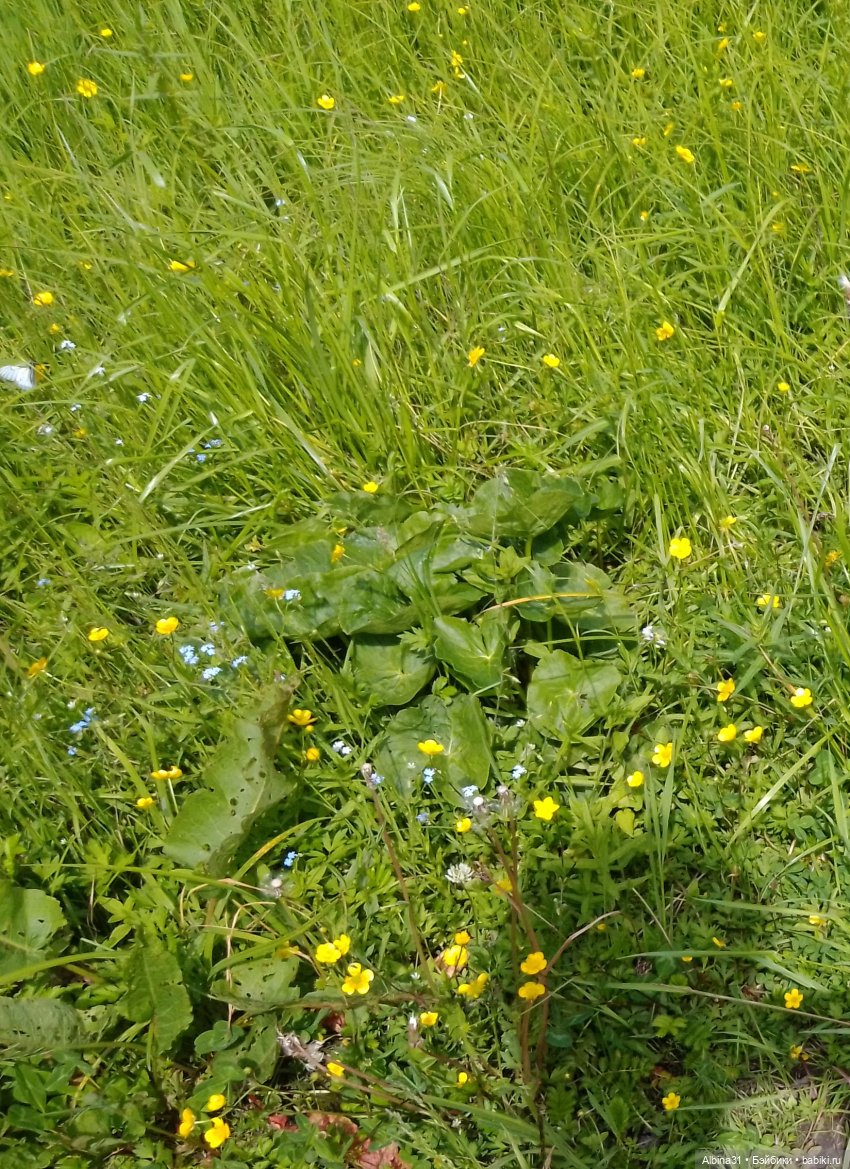 Вылазка на природу — Разные шарнирные куклы (не БЖД): редкие