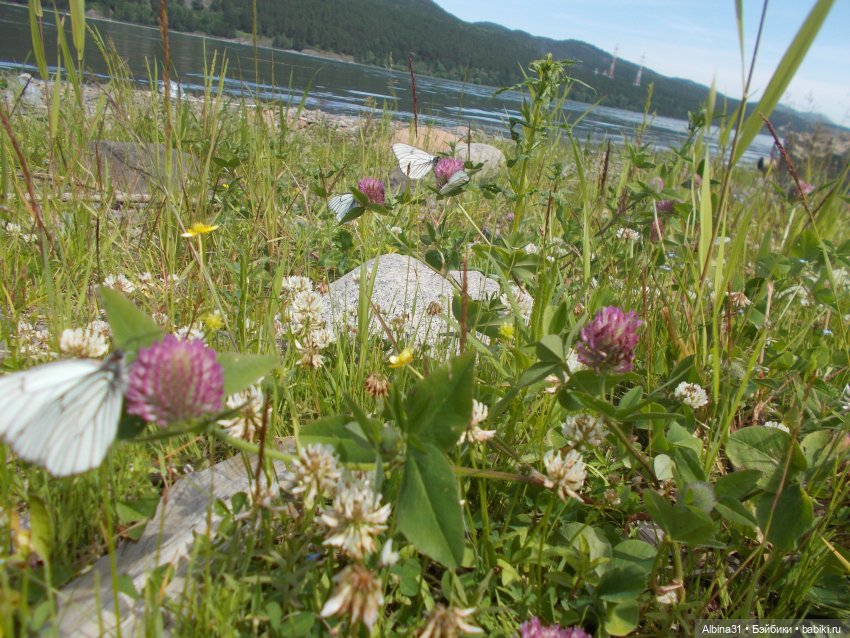 Вылазка на природу — Разные шарнирные куклы (не БЖД): редкие (фото 8)