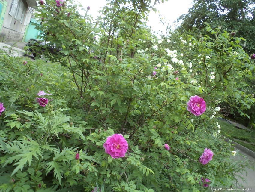 Городские зарисовки июнь 2023 год