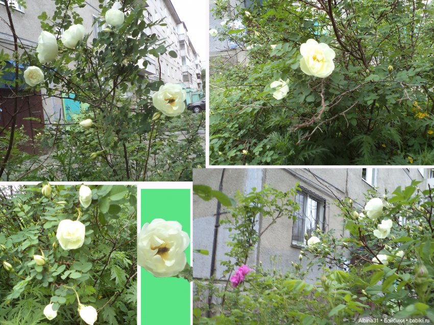 Городские зарисовки июнь 2023 год (фото 5)