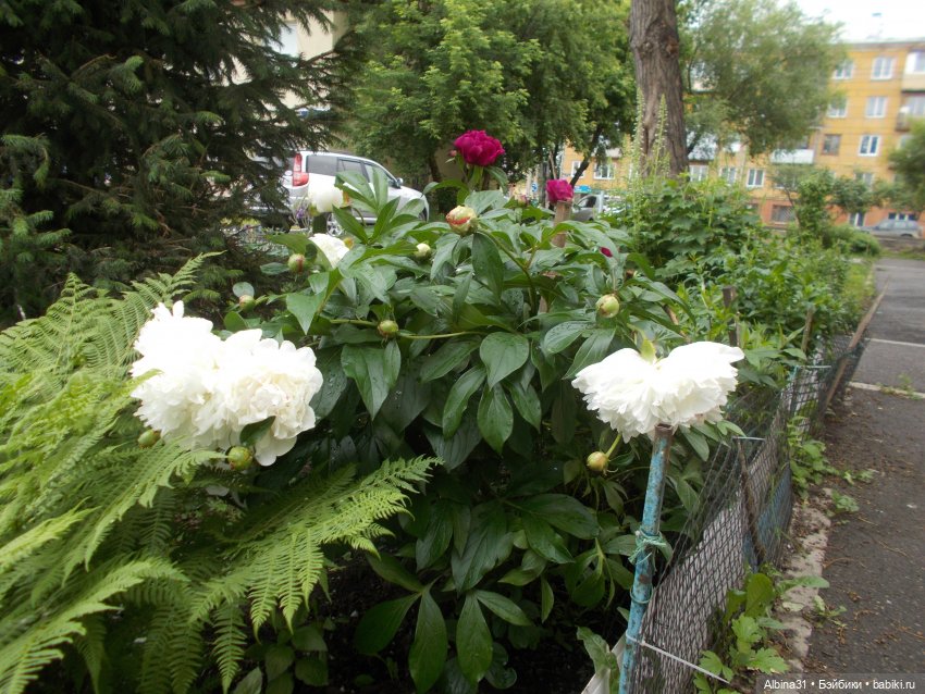 Июнь 2023 — Игровые куклы разных производителей (Разное): редкие бренды (фото 5)