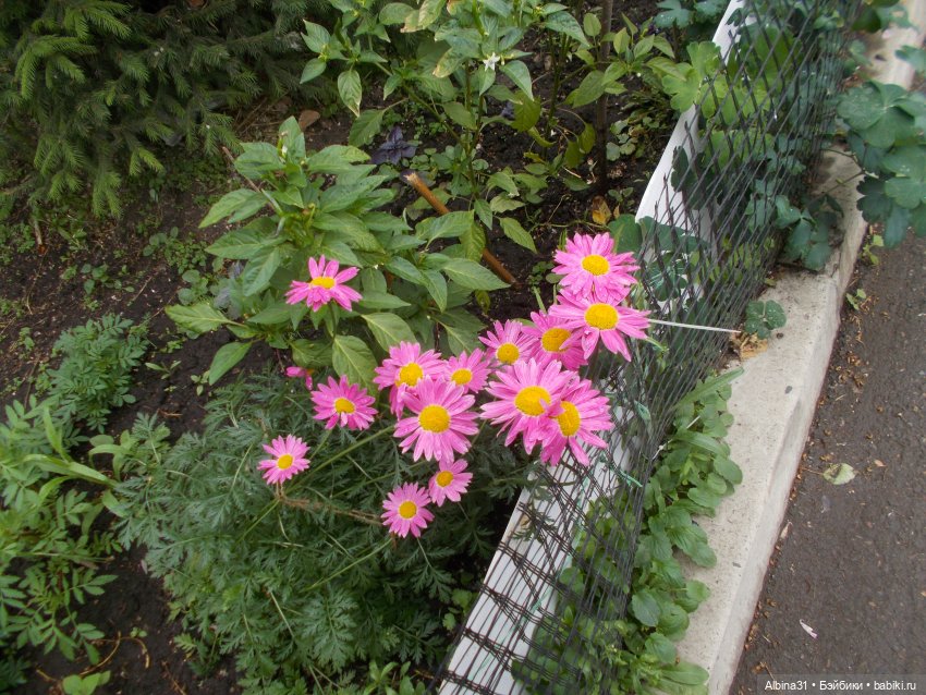 Июнь 2023 — Игровые куклы разных производителей (Разное): редкие бренды (фото 9)