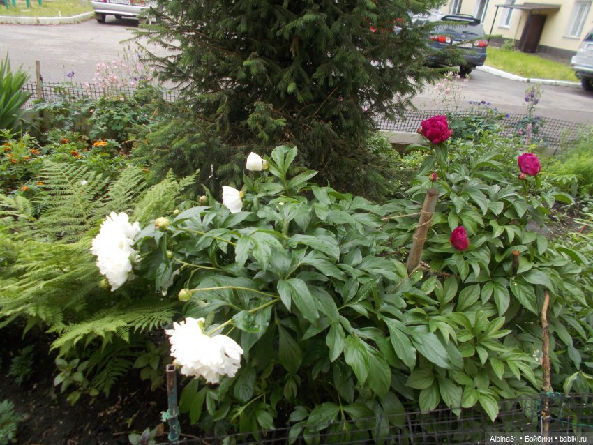 Июнь 2023 — Игровые куклы разных производителей (Разное): редкие бренды (фото 6)