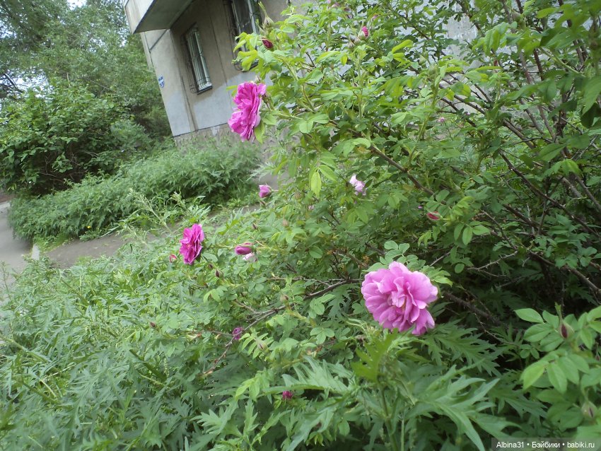 Июнь 2023 — Игровые куклы разных производителей (Разное): редкие бренды (фото 3)