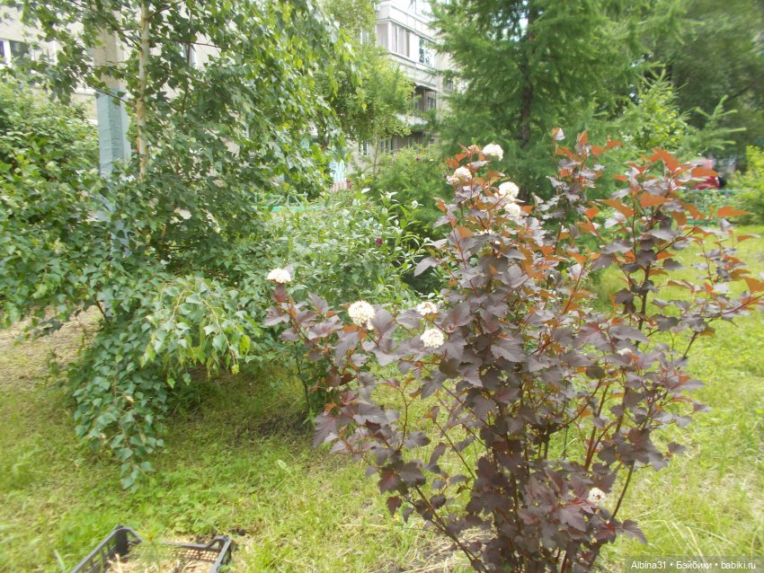 Июнь 2023 — Игровые куклы разных производителей (Разное): редкие бренды