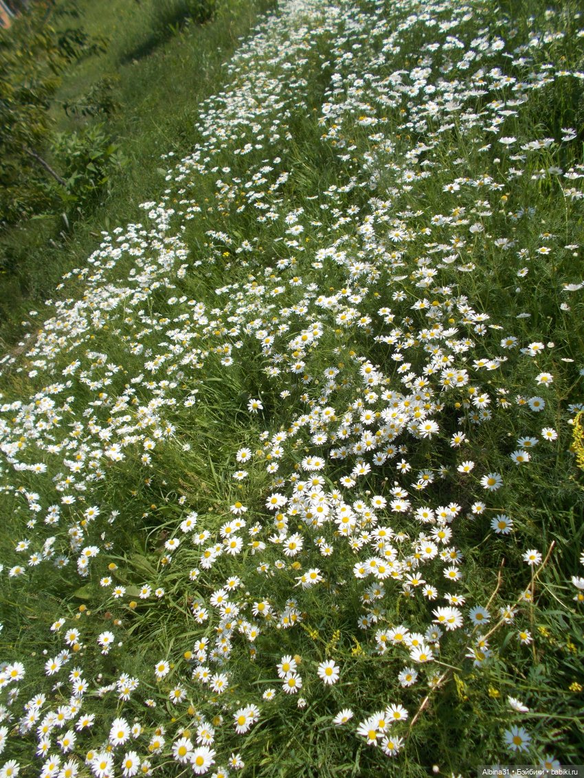 Мои "последние" новенькие лето 2023 год