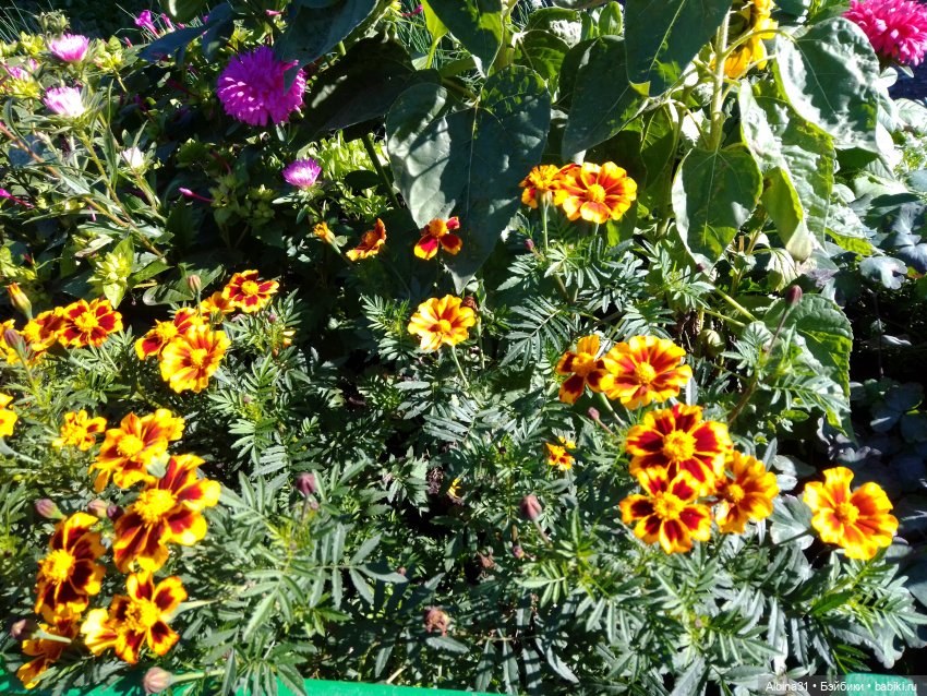 Сентябрь 2023 год — Игровые куклы разных производителей (Разное): редкие бренды