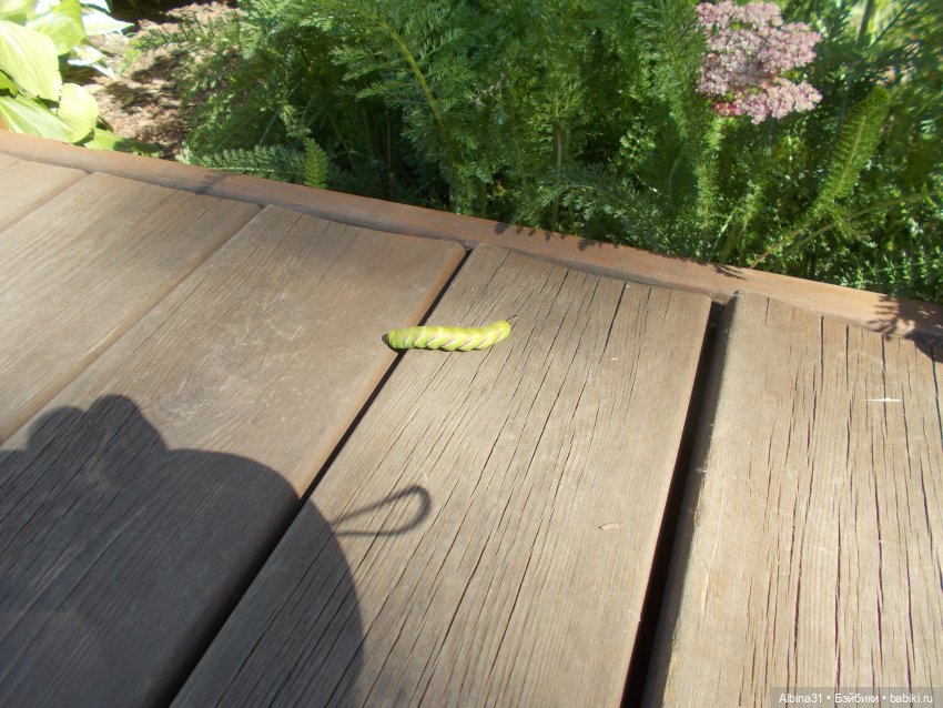 Немного лета — Игровые куклы разных производителей (Разное): редкие бренды