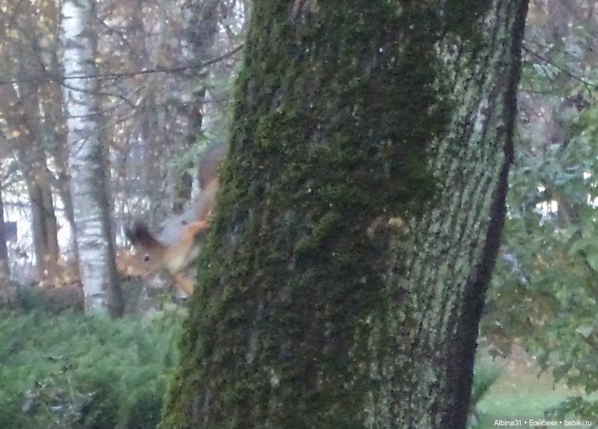 Парк в Измайлова — Игровые куклы разных производителей (Разное): редкие бренды