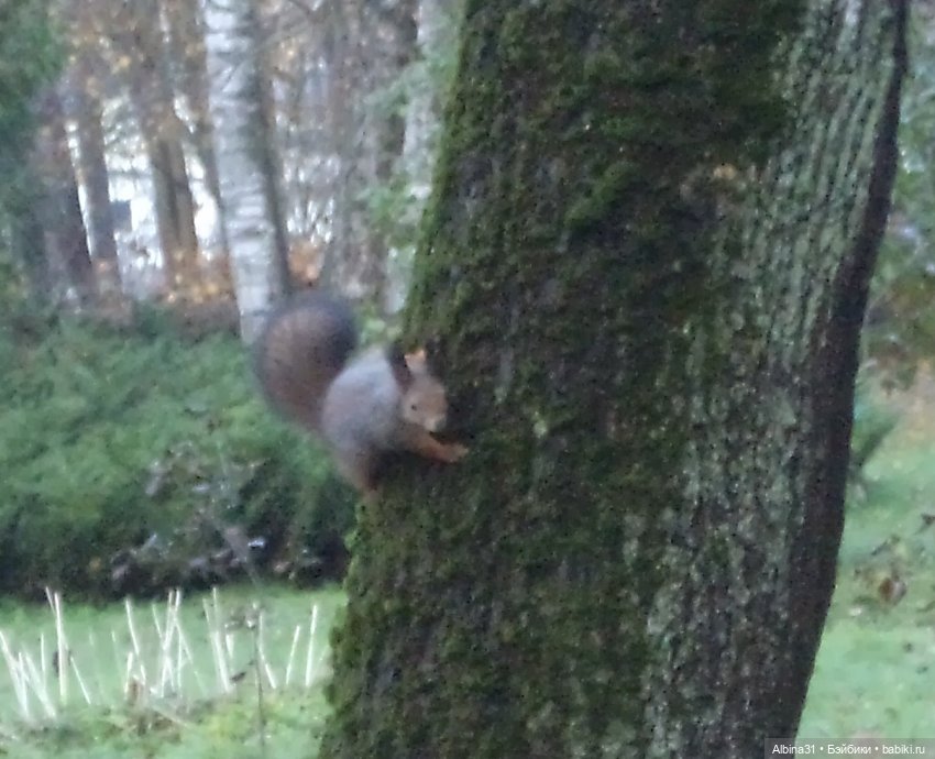 Парк в Измайлова — Игровые куклы разных производителей (Разное): редкие бренды