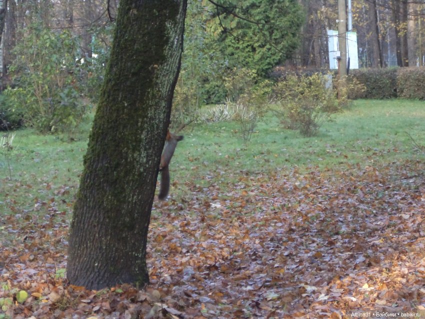 Парк в Измайлова — Игровые куклы разных производителей (Разное): редкие бренды