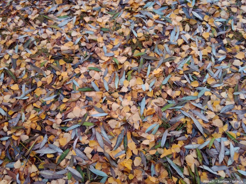 Это Москва... Царицыно — Культура