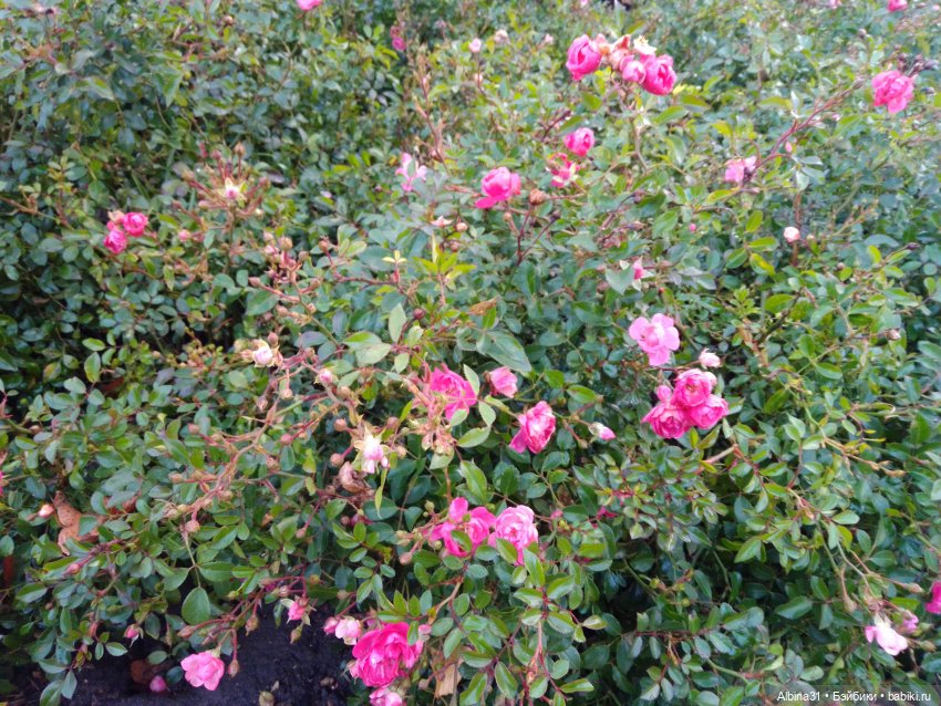 Это Москва... Царицыно — Культура