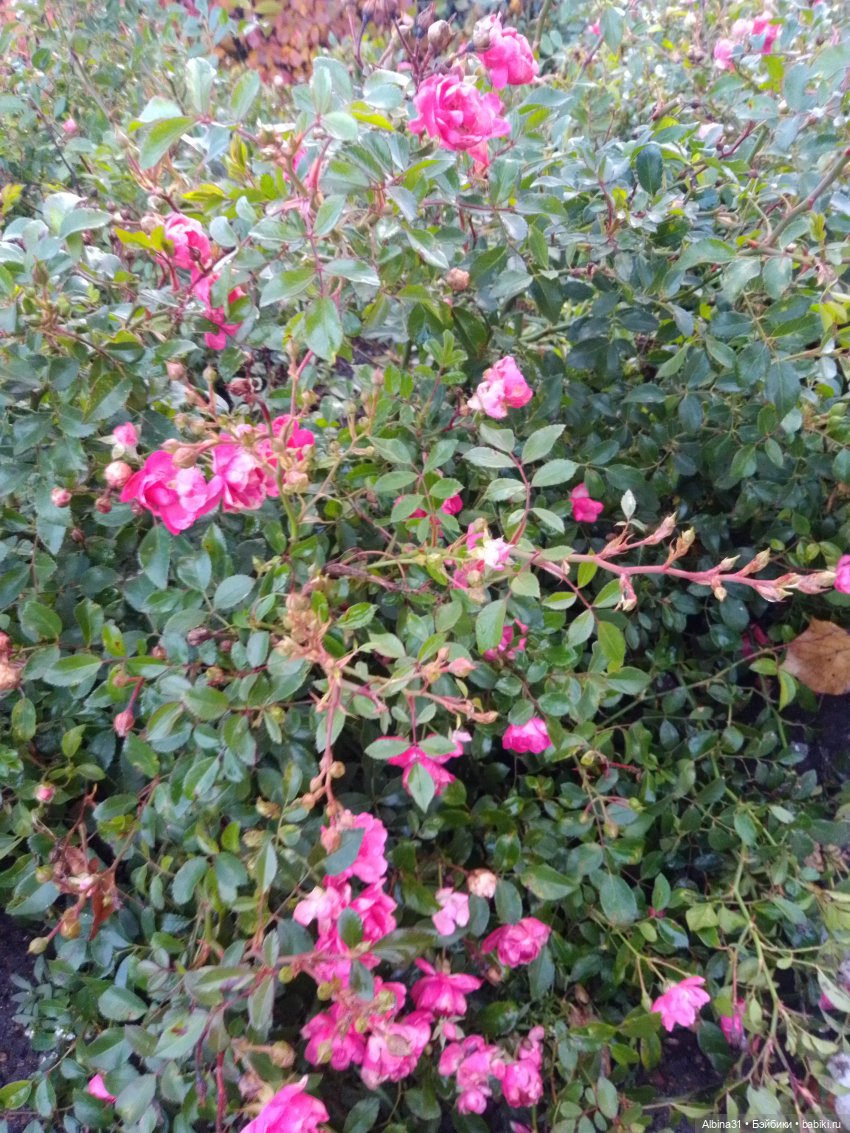 Это Москва... Царицыно — Культура