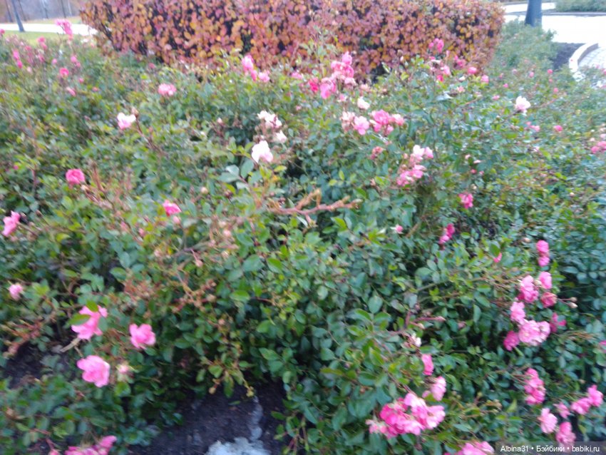 Это Москва... Царицыно — Культура