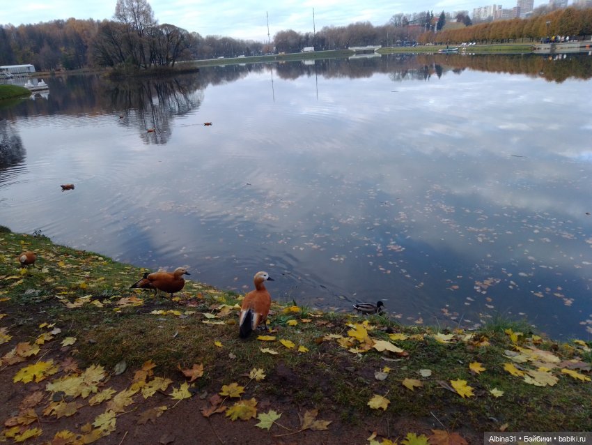 Это Москва... Царицыно (2)